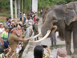 BKSDA Catat Gajah di Bengkulu Tinggal 25-30 Ekor
