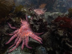 Bintang Laut Langka Justru Dilepas ke Laut, Selamatkan Ekosistem Hewan Nyaris Punah