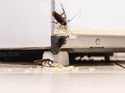 7 Makanan Ini Bikin Semut hingga Kecoak Betah di Dapur