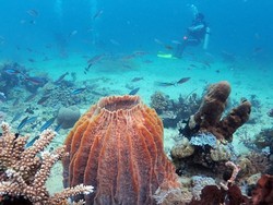 Mengunjungi Pulau Miang, Destinasi Wisata Hiu Tutul di Kaltim