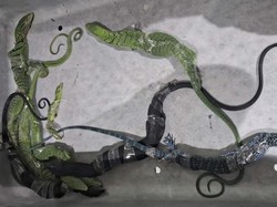 Bikin Geger! WN Korsel Ketahuan Selundupkan 8 Biawak di Koper