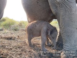 Kado Membahagiakan! Gajah Sumatra Lahir di Padang Sugihan Pas HUT ke-81 RI