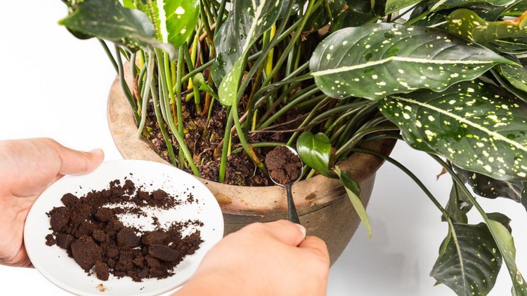 Used or spent coffee grounds being used as natural plants fertilizer
