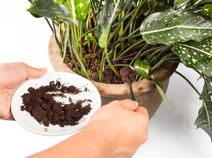 Jangan Buang Ampas Kopi! 13 Cara Memanfaatkannya dalam Kehidupan Sehari-hari