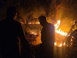1 Hektare Kebun Kelapa Hibrida dan Sawit di Pinrang Ludes Terbakar