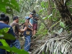 Menjelajah Kebun Salak Pangu: Bisa Petik Langsung, Nikmati Sejuknya Pegunungan