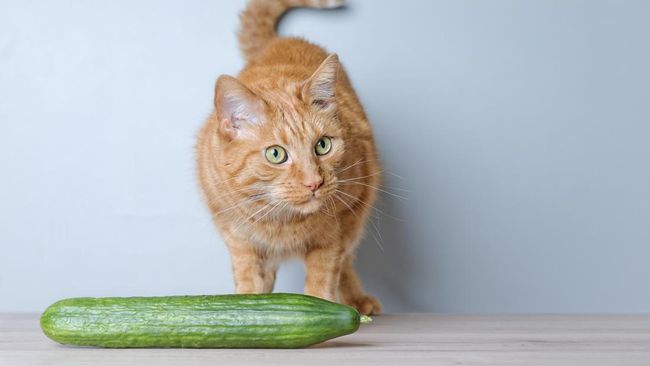 Ada alasan kenapa kucing takut timun. Ternyata bukan karena bentuknya yang mirip ular.