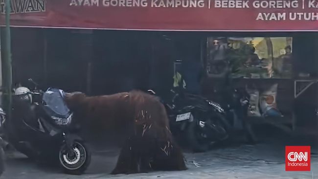 Orang Utan Solo Safari Lepas, Masuk Rumah Makan