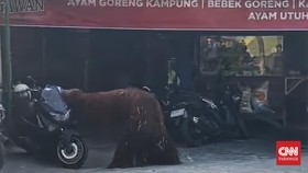 Orang Utan Solo Safari Lepas, Masuk Rumah Makan