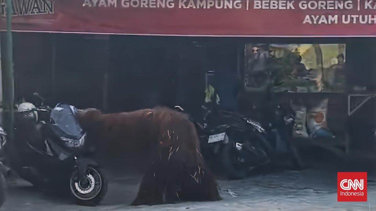 Akali Pagar Listrik, Cara Cerdik Orang Utan Kabur dari Solo Safari