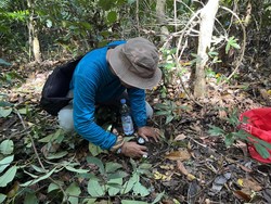 Peneliti UM Temukan 123 Sinyal Metabolit Pala Jawa di Malang Selatan