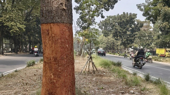 Aksi perusakan pohon di Bandung kembali terjadi. Wali Kota Farhan mengungkap pelaku sudah ditemukan dan akan dikenakan sanksi tegas.