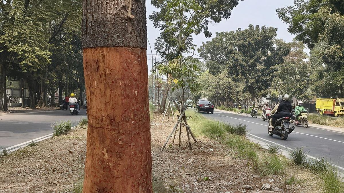 Pohon di Jalanan Bandung Dikuliti-Disuntik Air Aki, Pelaku Ditemukan
