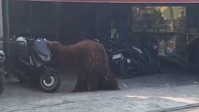 Momen Orang Utan Lepas dari Solo Safari, Mampir ke Rumah Makan