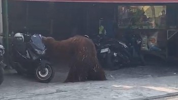 Momen Orang Utan Lepas dari Solo Safari, Mampir ke Rumah Makan