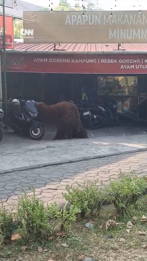 Momen Orang Utan Lepas dari Solo Safari, Mampir ke Rumah Makan