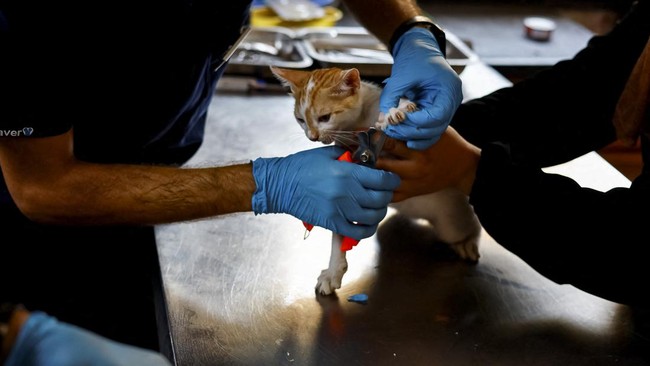 A veterinarian treats a cat at a veterinary clinic inside a pet and bird supplies store in Nuseirat, in the central Gaza Strip, August 13, 2026. REUTERS/Mahmoud Issa