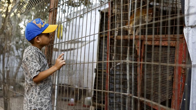 A Palestinian child looks at a monkey during a visit to a zoo in Nuseirat, in the central Gaza Strip, August 6, 2026. REUTERS/Mahmoud Issa