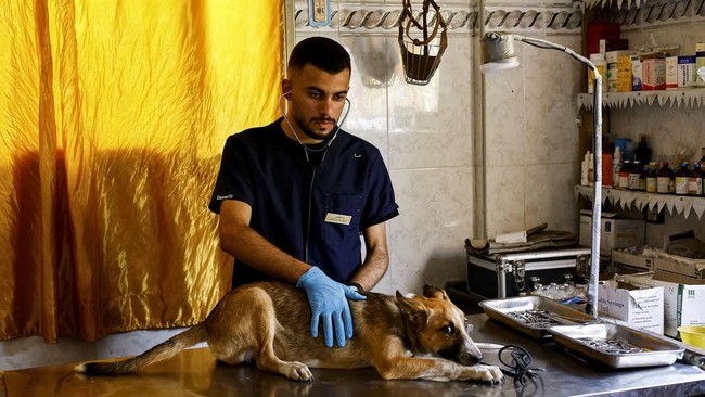 A veterinarian treats a dog at a veterinary clinic inside a pet and bird supplies store in Nuseirat, in the central Gaza Strip, August 13, 2026. REUTERS/Mahmoud Issa