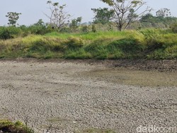 156 Waduk di Gresik Mengering, Petani Terancam Kesulitan Air pada MT 3
