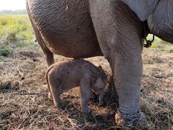 Kado Istimewa, Bayi Gajah Sumatera Lahir di Sumsel Saat Hari Kemerdekaan