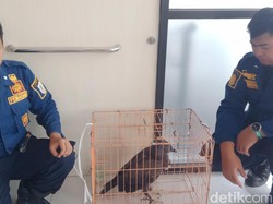 Tim Damkar Evakuasi Elang Brontok Nyasar ke Permukiman Tegalyoso Klaten