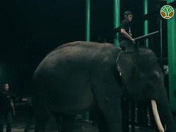 Gajah Sinta dan Deo Tiba di Tabang Zoo Kaltim, BKSDA: Kondisi Sehat
