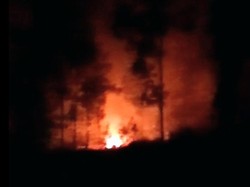 Kawasan PTPN dan Perhutani di Lereng Gunung Ijen Bondowoso Terbakar