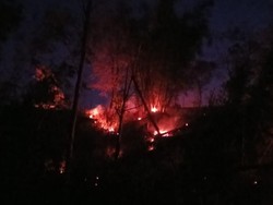 Kebakaran Hanguskan Hutan Pinus di Malino Gowa