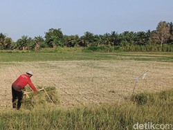 Kekeringan Meluas Jadi 111,5 Hektare, Petani di Jembrana Dihantui Gagal Panen