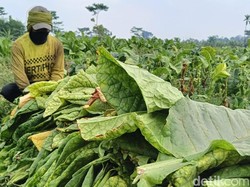 Petani Tembakau Lumajang Ketiban Berkah Kemarau, Untung Rp 30 Juta/Ha