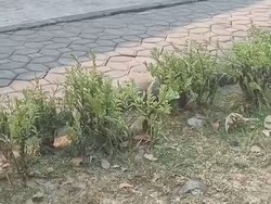 Video: Heboh! Orang Utan Solo Safari Keluyuran ke Permukiman