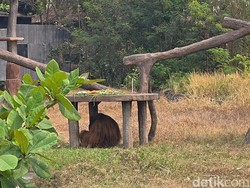 Evakuasi Didi Orang Utan yang Lepas, Keeper Solo Safari Pakai Sumpit Bius