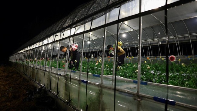 Motoaki Iijima, 36, owner of the Nikko Engei flower farm, and employees harvest gerbera flowers inside an illuminated greenhouse at night in Nikko, Tochigi Prefecture, Japan, August 8, 2026. REUTERS/Issei Kato