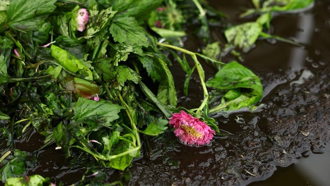Excess flowers and leaves trimmed from asters during preparation for shipment at the Nikko Engei flower farm in Nikko, Tochigi Prefecture, Japan, August 8, 2026. REUTERS/Issei Kato