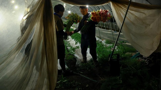 Motoaki Iijima, 36, owner of the Nikko Engei flower farm, and an employee harvest gerbera flowers inside an illuminated greenhouse at night in Nikko, Tochigi Prefecture, Japan, August 8, 2026. REUTERS/Issei Kato  SEARCH