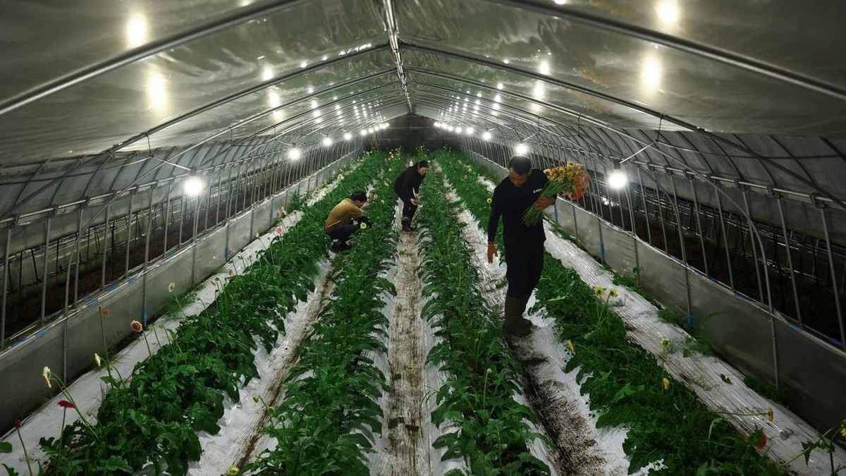 Motoaki Iijima, 36, owner of the Nikko Engei flower farm, and employees harvest gerbera flowers inside an illuminated greenhouse at night in Nikko, Tochigi Prefecture, Japan, August 8, 2026. REUTERS/Issei Kato  SEARCH