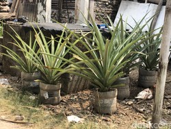 Kisah Sukses Jamal Tanam Nanas Jumbo di Galon Bekas