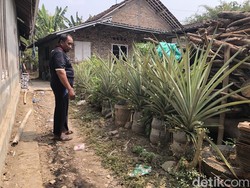 Ini Kendala Mengembangkan Kampung Nanas Pakai Galon Bekas di Seyegan Sleman