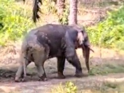 Viral Gajah Borneo Berekor Putus di Hutan Sawit Nunukan, Ini Faktanya