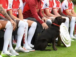 Arsenal Sudah Juara Liga Inggris, Arteta Ganti Nama Anjingnya