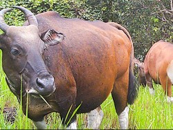 Banteng Kalimantan, Satwa Langka Penghuni Savana Long Tua Kaltara
