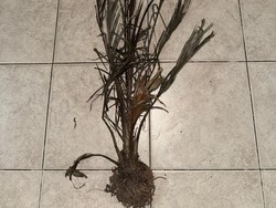 2 Orang Jadi Tersangka Kasus Pembakaran Lahan di Bengkalis, Langsung Ditahan