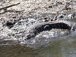Buaya Besar Muncul Lagi di Sungai Sidoarjo, Warga Diimbau Tak Mengganggu