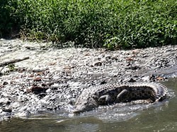 Video Buaya Besar Muncul Lagi di Sungai Sidoarjo