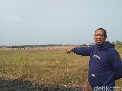 Nestapa Penggarap Lahan Tebu Majalengka, 4 Hektare Dirusak