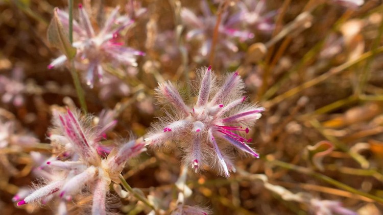 Delicate wildflower growing in the outback of the Northern Territory of Australia