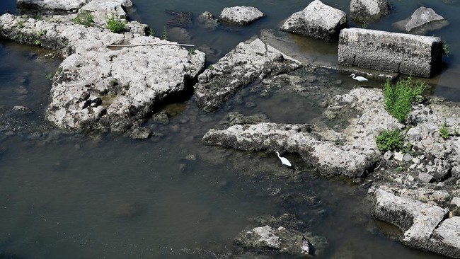 Two herons stand on an Ancient Roman bridge emerging from the Tiber River, in central Rome on August 13, 2026. The unusually low waters of the Tiber River have revealed the remains of an ancient Roman bridge believed to date back to the reign of Empe