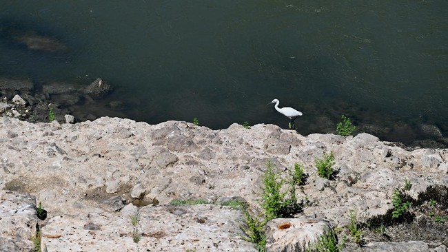 A heron stands on an Ancient Roman bridge emerging from the Tiber River, in central Rome on August 13, 2026. The unusually low waters of the Tiber River have revealed the remains of an ancient Roman bridge believed to date back to the reign of Empero
