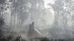 Petugas Manggala Agni Daops Pekanbaru menyemprotkan air saat berupaya memadamkan kebakaran lahan gambut yang meluas di Desa Rimbo Panjang, Kecamatan Tambang, Kabupaten Kampar, Riau, Rabu (19/8/2026). Satgas darat dan udara karhutla Riau terus berupay